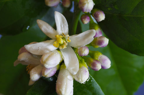 Four Seasons Lemon Flowers