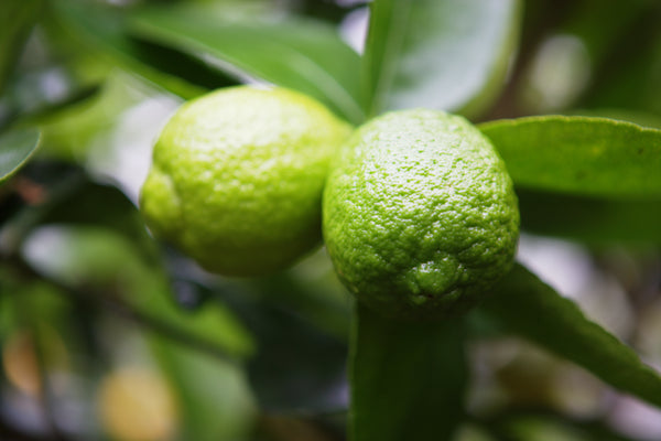Tahiti Lime  Fruits