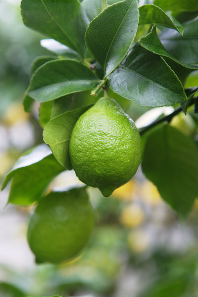 Tahiti Lime  Fruit