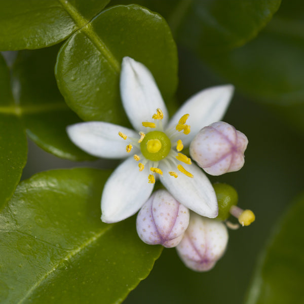 Kaffir Lime Flowers