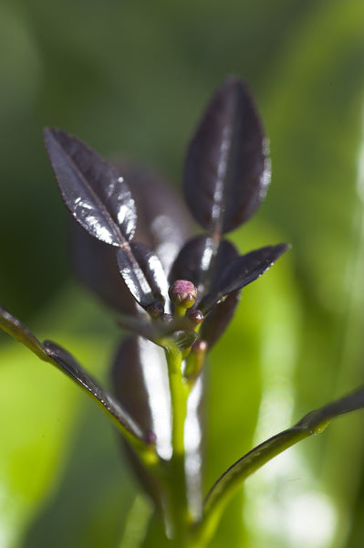 Kaffir Lime New Growth
