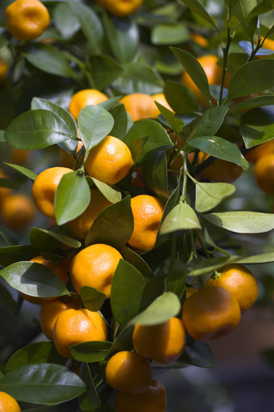 Calamondin Fruit