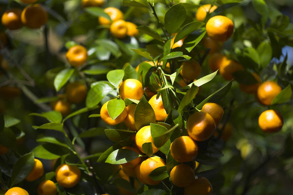 Calamondin Fruit