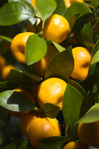 Calamondin Fruit