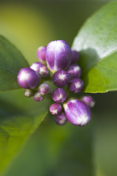 Meyer's Lemon Pink Flower Buds
