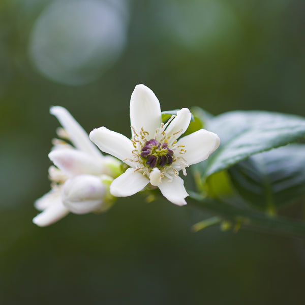Buddha's Hand Citron Flower