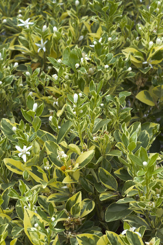 Variegated Calamondin Leaves and Flowers