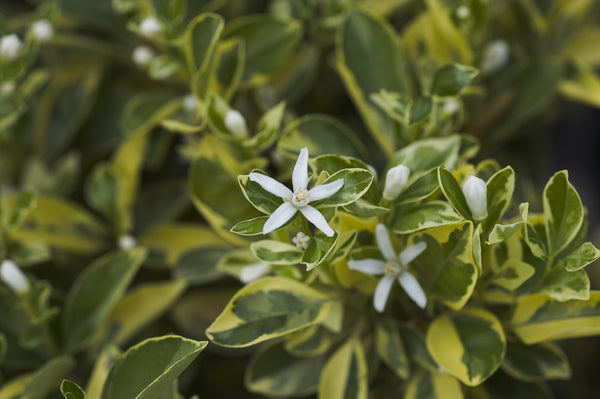 Variegated Calamondin Leaves and Flowers