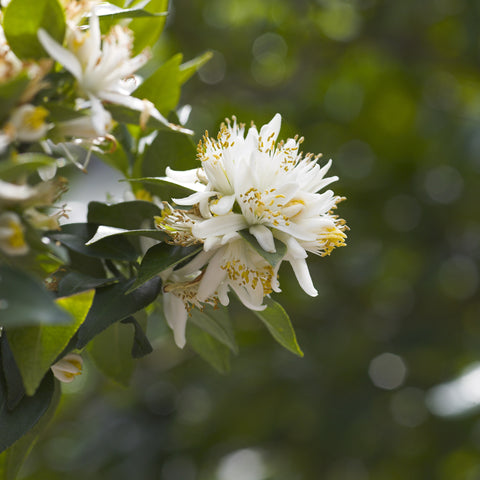 Chinotto Flowers