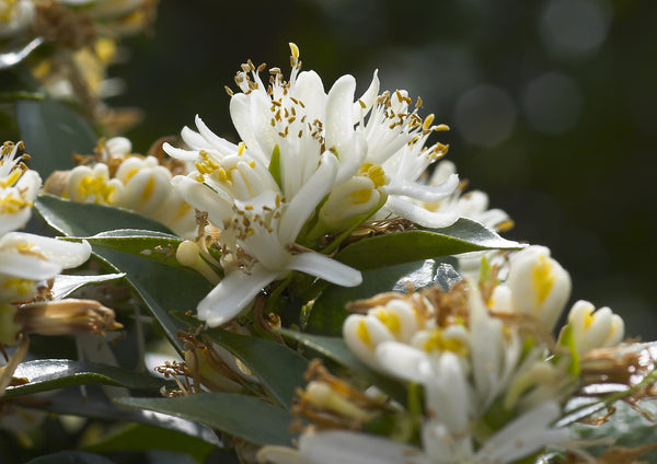 Chinotto Flowers