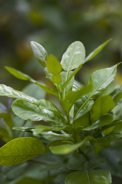 Kaffir Lime Leaves