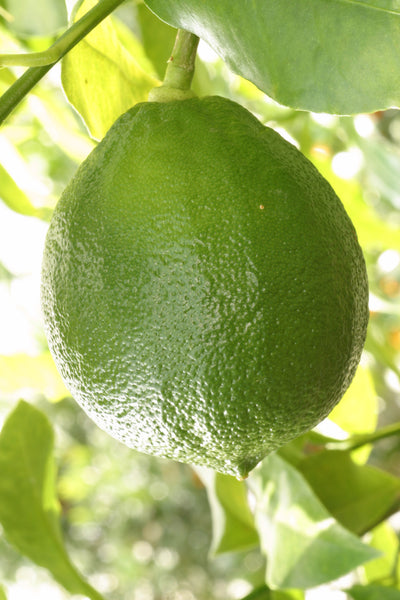 Fantastico Bergamot Fruit