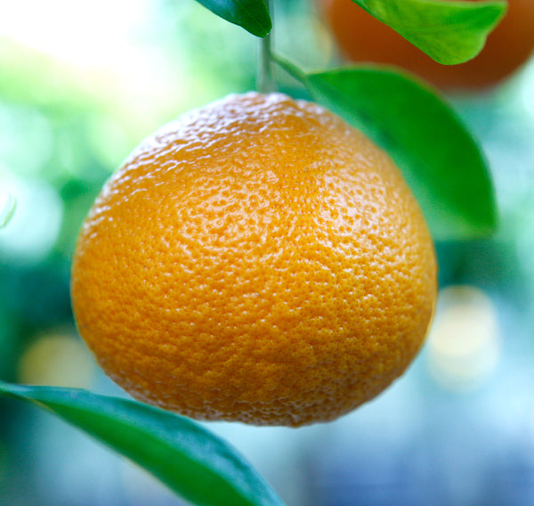 Orlando Tangelo Fruit