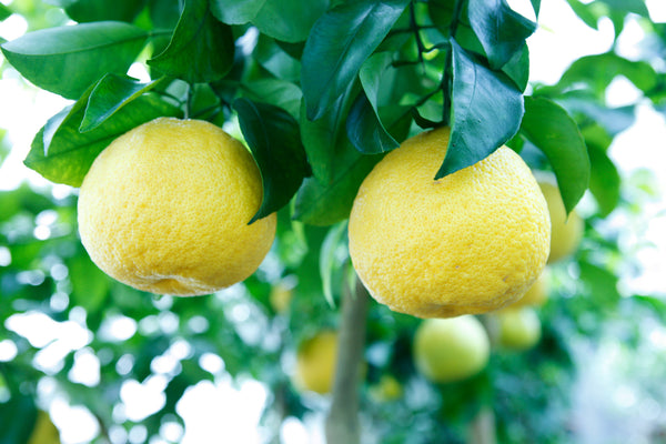 Natsudaidai or Natsumikan Orange