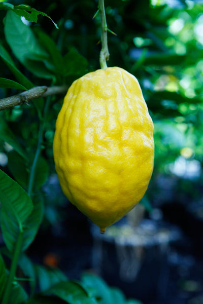 Etrog Citron Yellow Fruit with persistent style