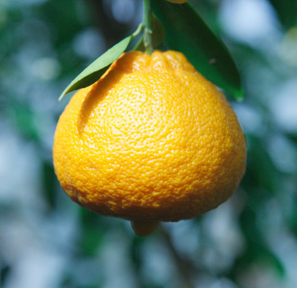 Orlando Tangelo Fruit