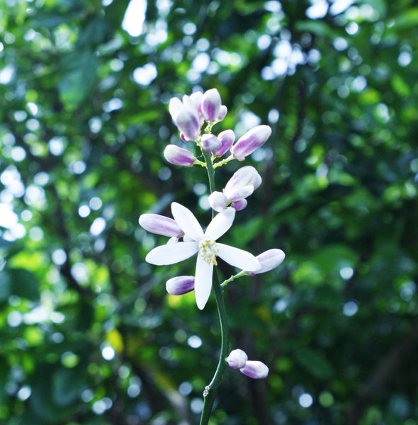 Otaheite Orange flowering branch tip