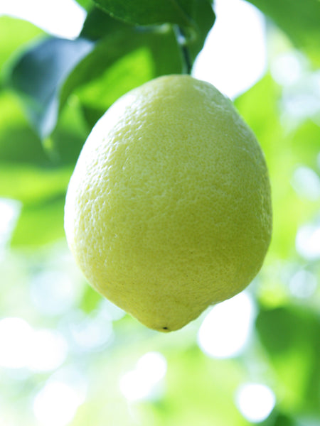 Amalfi Lemon Fruit Hanging on a tree in Sussex