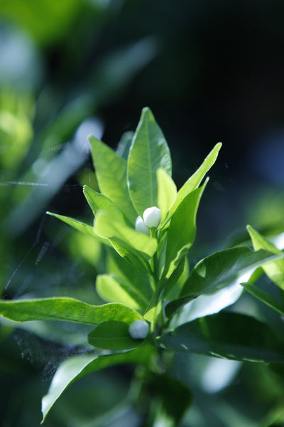 Tachibana Orange Flower Buds