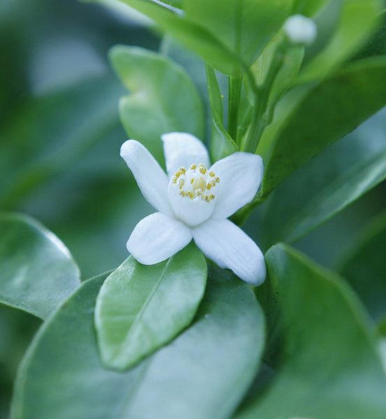 Tachibana Orange Flower