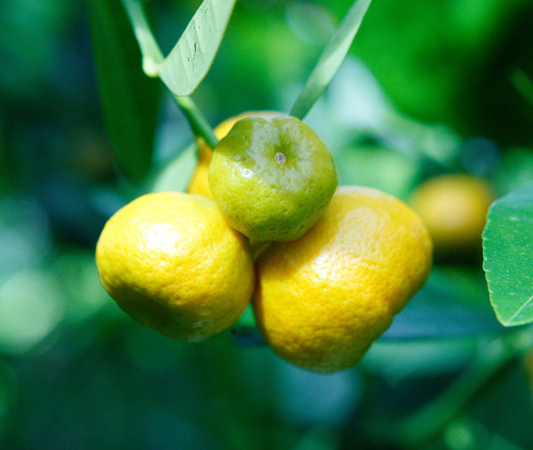 Kino Kuni Fruit bunch