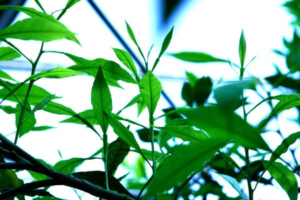 Willowleaf Sour Orange Leaves