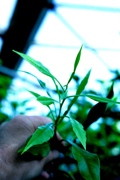 Willowleaf Sour Orange Shoot