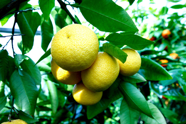 Golden Special Grapefruit Fruits