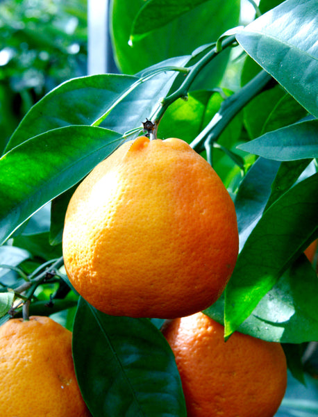 Minneola Tangelo Fruits on tree