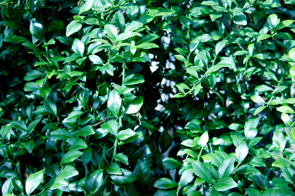 Australian Fingerlime plant