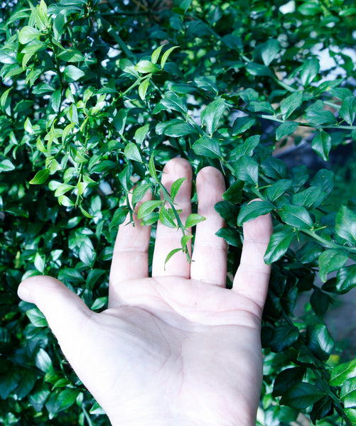 Australian Fingerlime and hand