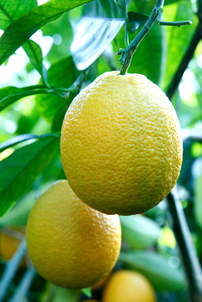 Jaffa Oranges hanging o a tree