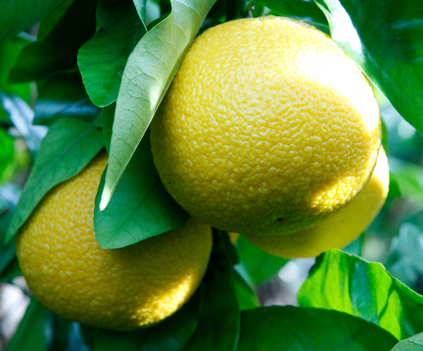 Golden Special Grapefruit Fruits