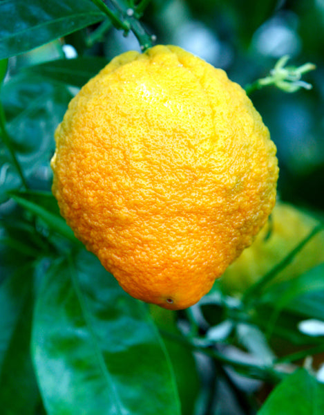 Curafora Segentrange Fruit