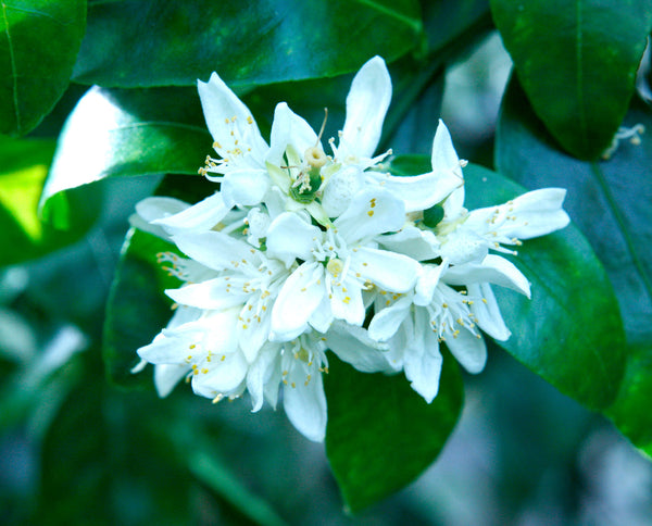 Curafora Segentrange Flowers