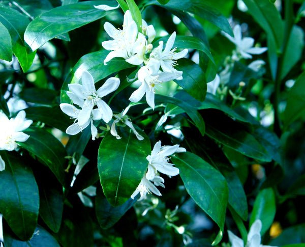 Curafora Segentrange Flowers
