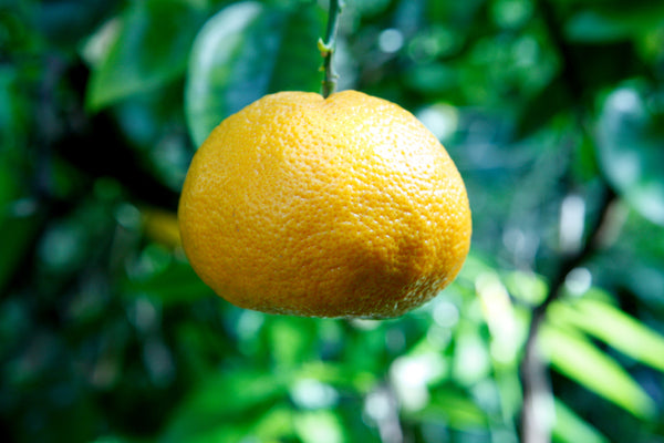 Encore Mandarin Fruit hanging from tree
