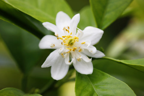 Bouquettier de Nice Flower
