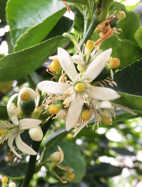 Tahiti Lime  Flowers