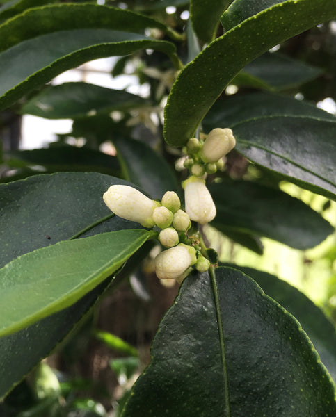 Tahiti Lime Flower Buds