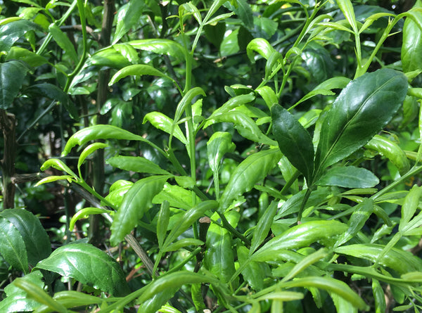 Citrandarin bright green new growth