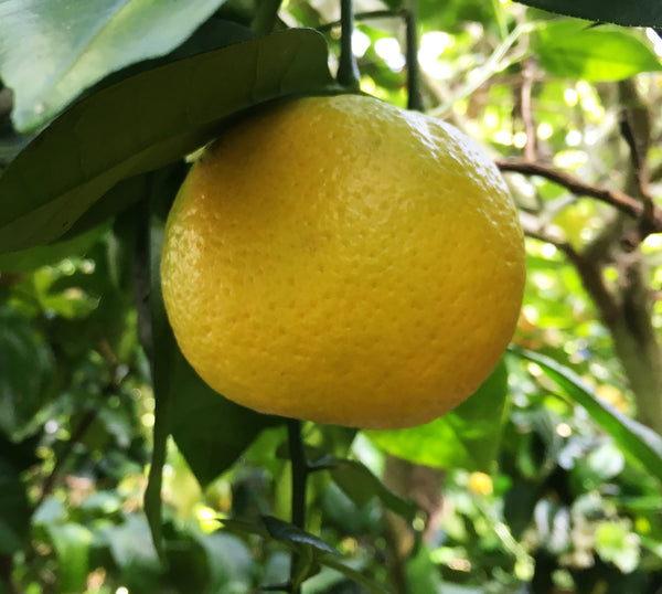 Maltaise Sanguine Blood Orange