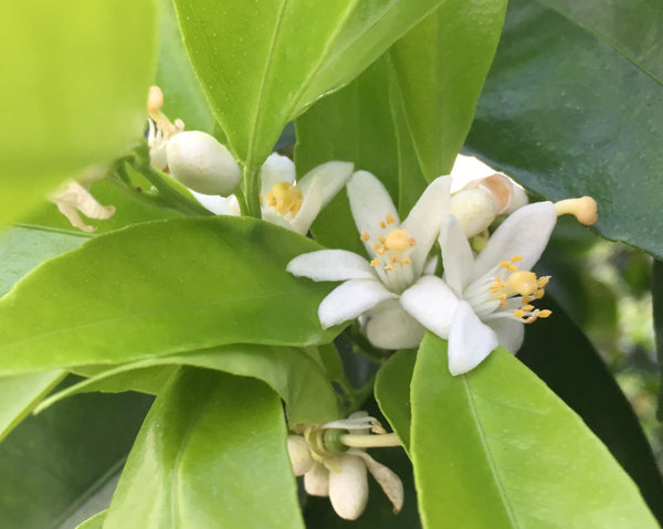 Fremont mandarin Flowers