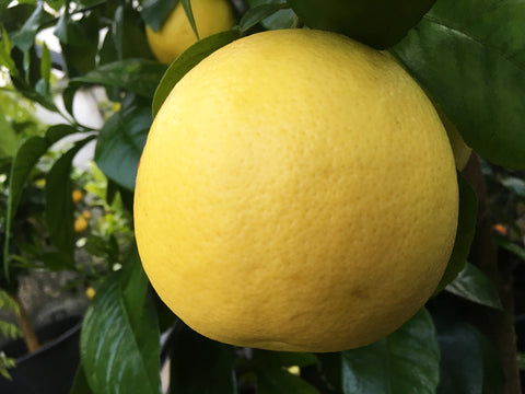 Marsh Grapefruit yellow Fruit