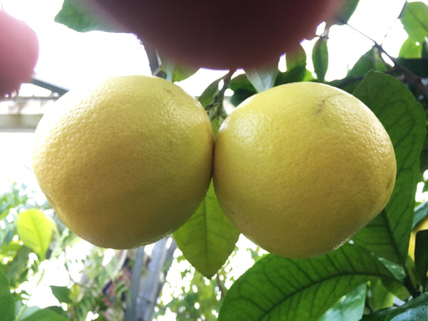 Marsh Grapefruit pair of fruits