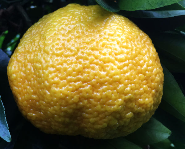 Ripe Ugli Fruit