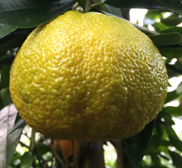 Ripe Ugli Fruit