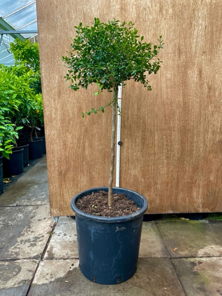 Purple Australian Finger Lime 90-100cm standard