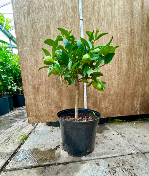 Lakeland Limequat 50- 55cm Short Standard