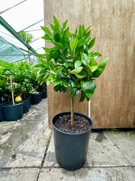 Sanguinello Blood Orange 80-85cm Short Standard